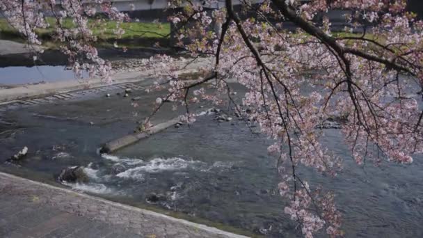 Kamogawa Primavera Kyoto Japón Sakura Árbol Colgando Sobre Riverbank — Vídeo de stock