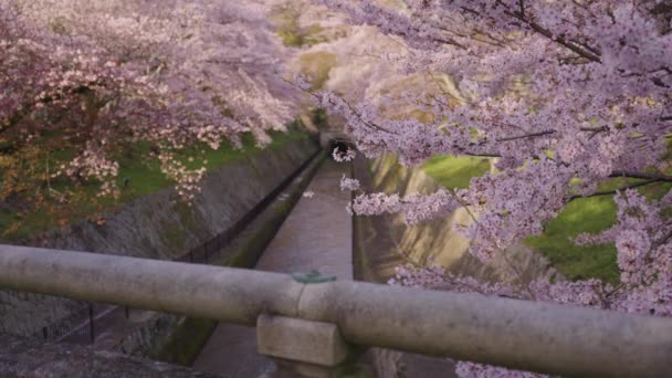 Lente Shiga Japan Sakura Bloom Met Biwako Kanaal Achtergrond — Stockvideo