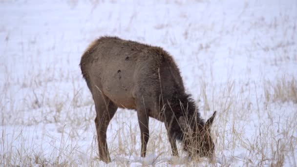 Elk Grazing Snow Covered Field — Stock Video