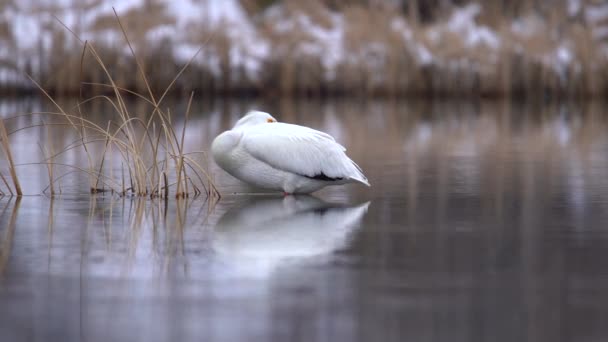 Стая Белых Американских Пеликанов — стоковое видео