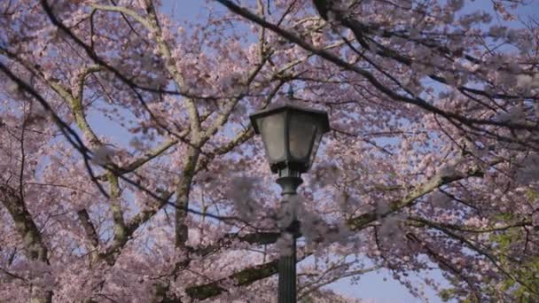 Japonya Çiçek Açan Sakura Baharda Arka Planda Eski Modası Sokak — Stok video