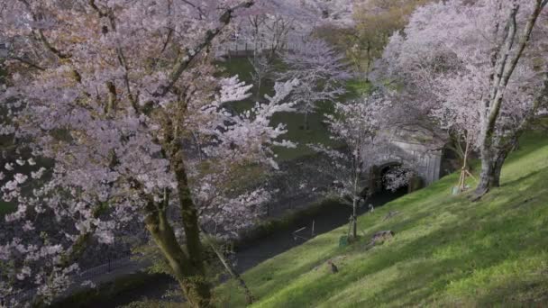 Sakura Kiraz Ağaçları Japonya Bahar Boyunca Biwako Sosui Çiçeği — Stok video