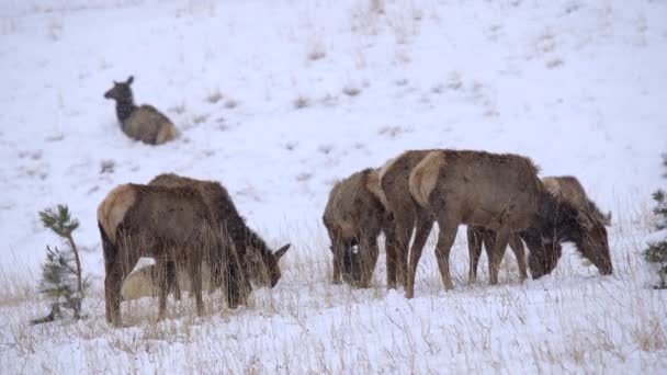 Elks Grazing Snow Covered Field — Stock Video
