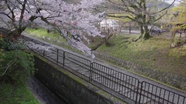 Sakura Strom Nad Keage Incline Railroad Časné Jaro Kjótu Japonsko — Stock video