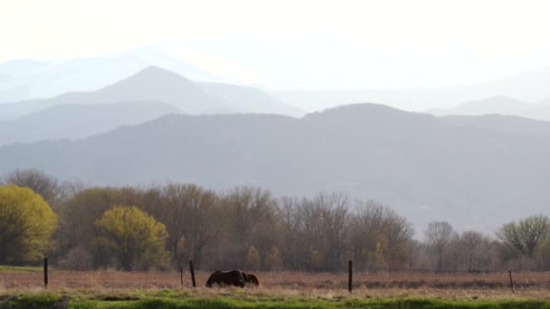 Cavalos Pastando Espaço Aberto Contra Fundo Montanhas — Vídeo de Stock