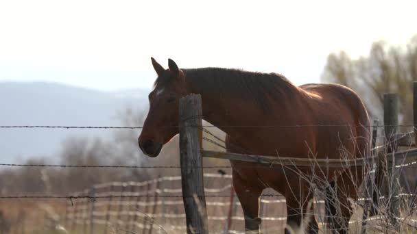 Caballo Espacio Abierto Sobre Fondo Montañas — Vídeo de stock