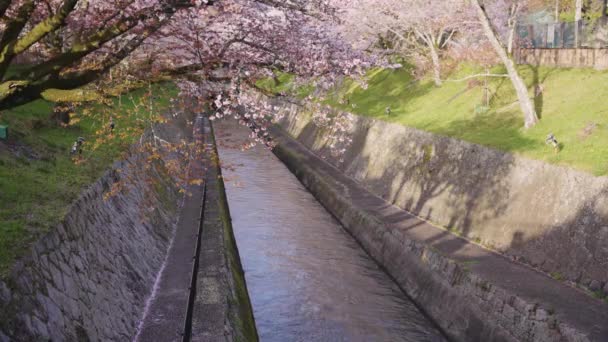 Shiga Japonya Bahar Sakura Ile Biwako Kanalı — Stok video