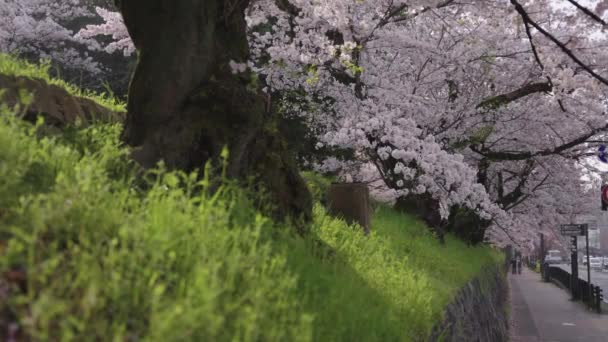 Lever Soleil Sur Keage Incline Sakura Grove Kyoto Japon Printemps — Video