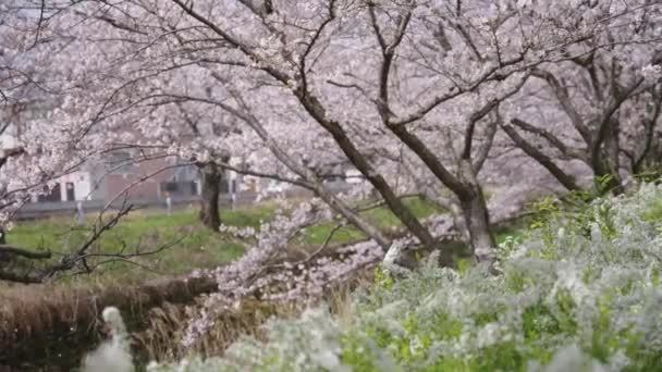 Лепестки Сакуры Цветут Медленном Движении Весенняя Сцена Японии — стоковое видео