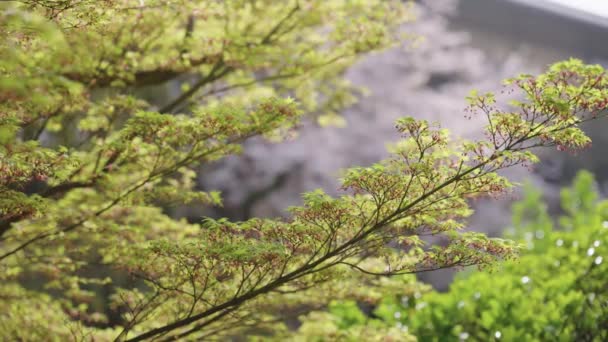 Spring Japan Sakura Maple Leaves Focus Rack Reveal Shot — Stock video