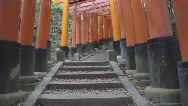 Går Uppför Trapporna Kyoto Fushimi Inari Helgedom Fredlig Promenad Genom — Stockvideo