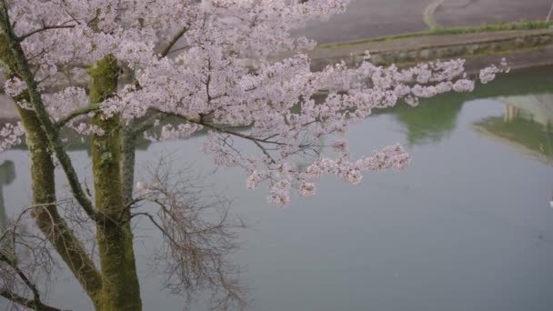 Sakura Kvetoucí Nad Řekou Japonsku Během Jara — Stock video