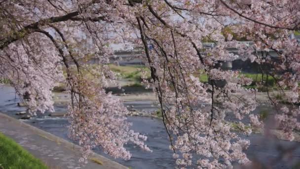 Sakura Árboles Que Cuelgan Sobre Río Kamo Kyoto Japón Moción — Vídeo de stock