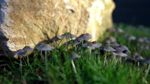 清早的Inkcap Mushrooms — 图库视频影像