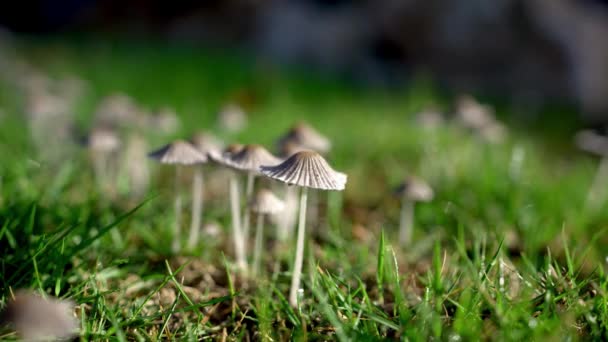 清早的Inkcap Mushrooms — 图库视频影像