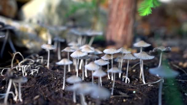 森林地面上的Inkcap蘑菇 活的蘑菇 仙女蘑菇在黑暗的肥美的土地上 — 图库视频影像