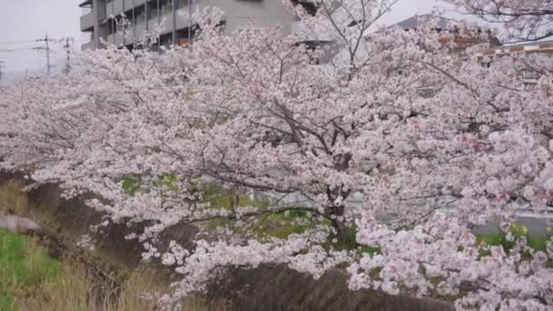 Japonya Sakura Korusu Bahar Mevsimi Boyunca Seta Nehri Shiga — Stok video