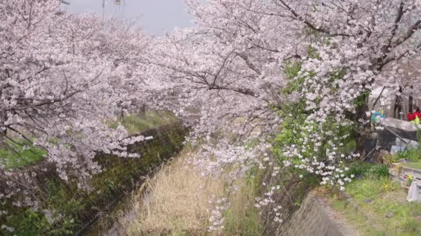 滋賀県の春 スローモーションの桜の森 — ストック動画