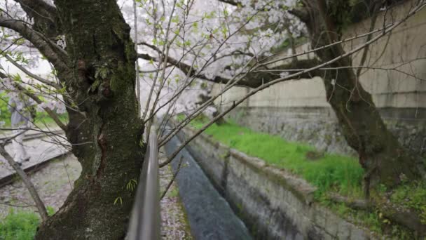 Sakura Florece Sobre Canal Keage Incline Kyoto Japón Primavera — Vídeo de stock