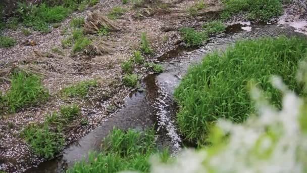 Japan Slutet Våren Sakura Kronblad Flyter Floden — Stockvideo