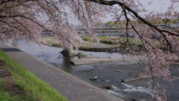 Río Kamo Kioto Japón Sakura Los Árboles Que Florecen Principios — Vídeo de stock