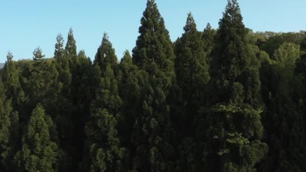 Daisen Dezvăluie Vârfurile Copacilor Din Pădurea Tottori Japonia — Videoclip de stoc