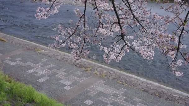 Árbol Flor Cerezo Plena Floración Río Kamogawa Kyoto Japón — Vídeo de stock