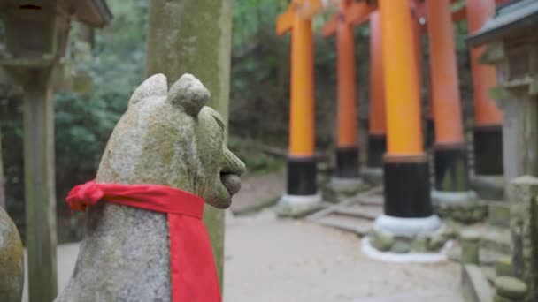 Estatua Zorro Kitsune Foco Del Estante Revela Santuario Fushimi Inari — Vídeo de stock