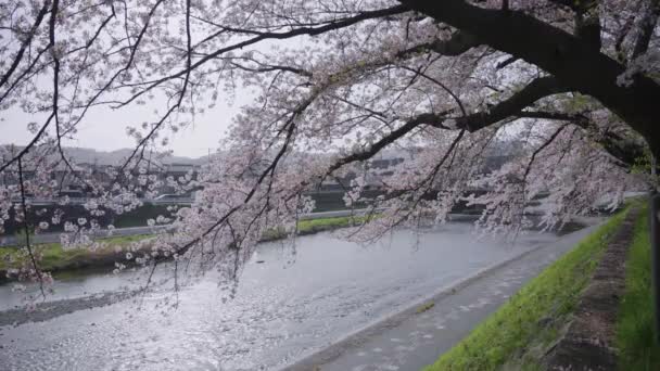 Gran Árbol Sakura Flor Sobre Río Kamogawa Kyoto Japón — Vídeo de stock