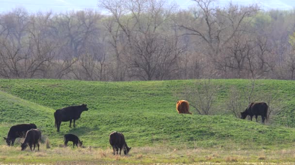 Cattle Grazing Green Field — Stock Video