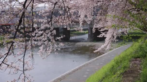 Sakura Árbol Primavera Que Cuelga Sobre Río Kamo Ciudad Kyoto — Vídeo de stock