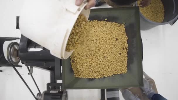 バリスタは産業用コーヒーグラインダーに新鮮なコーヒー豆を注ぎます 近くで高い角度で — ストック動画