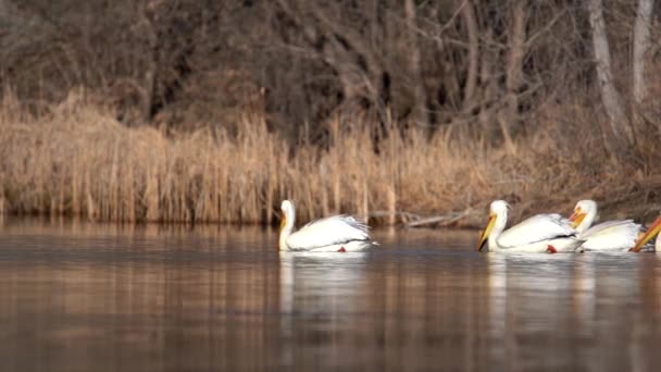 Flock White American Pelicans Floating Water — Stock Video