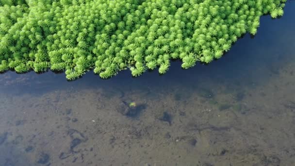 Myriophyllum Aquaticum Podmokłe Rośliny Wodne Rośliny Makrofitowe Oczyszczanie Wody — Wideo stockowe