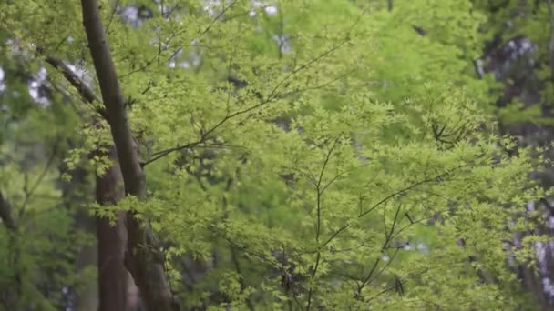 Árboles Arce Brisa Disparo Cámara Lenta Campo Japonés — Vídeos de Stock