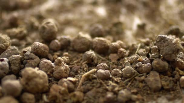 粉末法 染料配料及药物处理中干麦芽根的密闭处理 — 图库视频影像