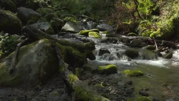Florestas Exuberantes Rios Monte Daisen Nascer Sol Tottori Japão — Vídeo de Stock