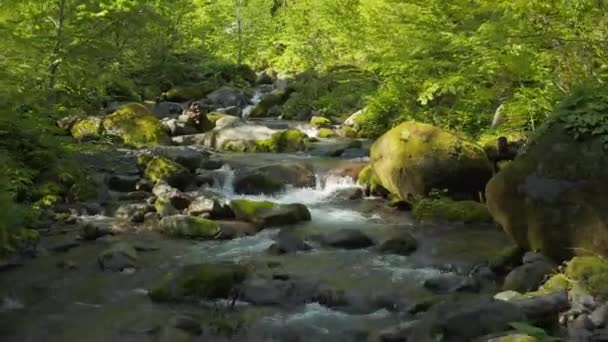 Καταπράσινο Δάσος Και Ποτάμια Του Όρους Daisen Tottori Ιαπωνία Εμπρόσθια — Αρχείο Βίντεο