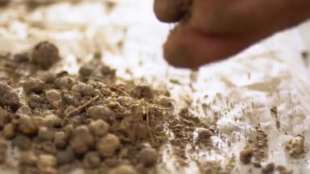 Macro Prise Vue Tourner Les Racines Plante Madder Poudre Traditionnelle — Video