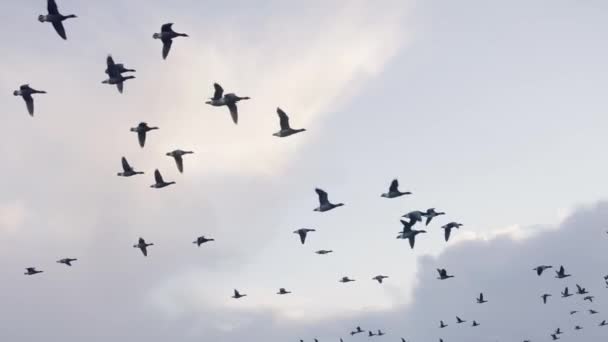オランダの草原の上をゆっくりと飛行中のガチョウの群れ — ストック動画