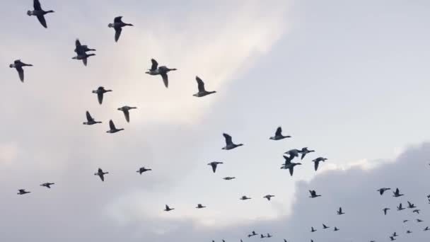 Una Bandada Gansos Vuelo Cámara Lenta Sobre Una Llanura Cubierta — Vídeo de stock