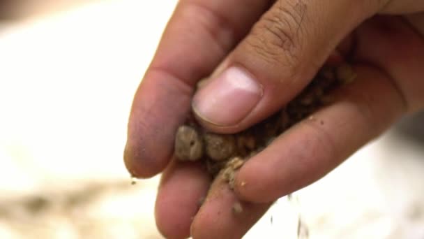 Nahaufnahme Der Hände Verarbeitung Krapp Wurzelpulver Natürliche Bio Kräuterpflanze Verwendet — Stockvideo