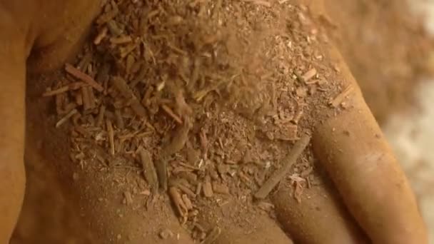 Zbliżenie Madder Root Powder Jest Wrzucony Ręki Organiczne Ziołowe Remedy — Wideo stockowe