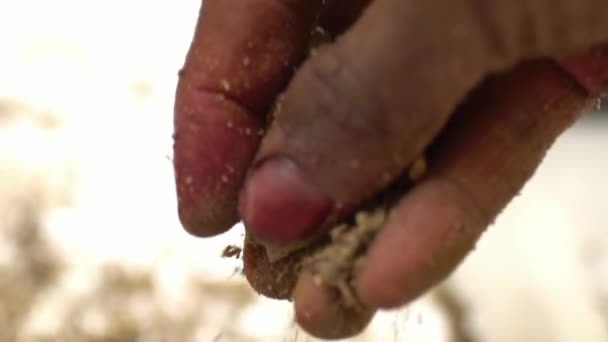 Επεξεργασία Χεριών Madder Root Powder Στο Πακιστάν Βοτανική Θεραπεία Και — Αρχείο Βίντεο