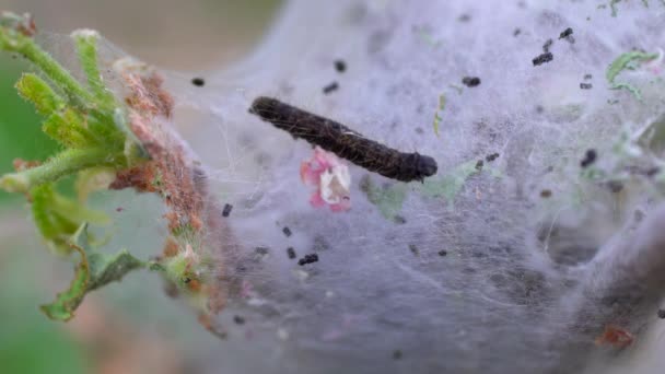 Macro Footage Tent Caterpillar Feeding Leaves — Stock Video