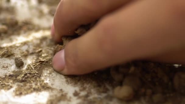 Macro Tir Poudre Racine Madder Traitement Des Mains Pour Teindre — Video