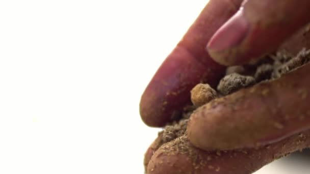 Macro Shot Madder Powder Being Made Traditional Organic Textile Dye — Stock Video