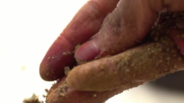 Macro Tir Mains Faisant Poudre Madder Partir Racines Plantes Remède — Video