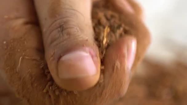 有机纺织品红黑麦手将麦芽根转化为粉末的宏观效应 — 图库视频影像
