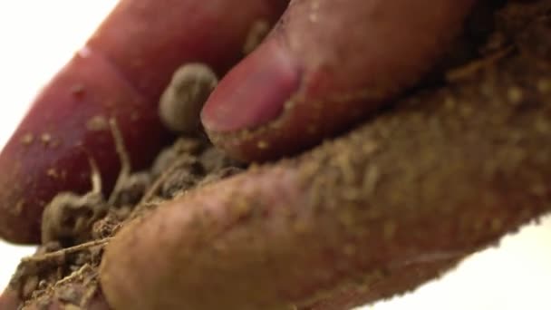 植物根茎制粉过程中的大手笔射击 — 图库视频影像